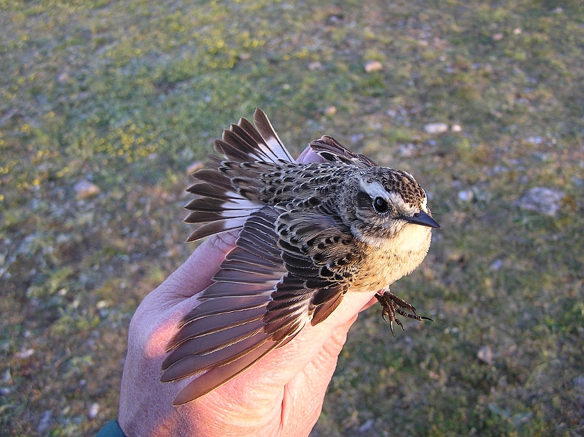 Whinchat, Sundre 20070505